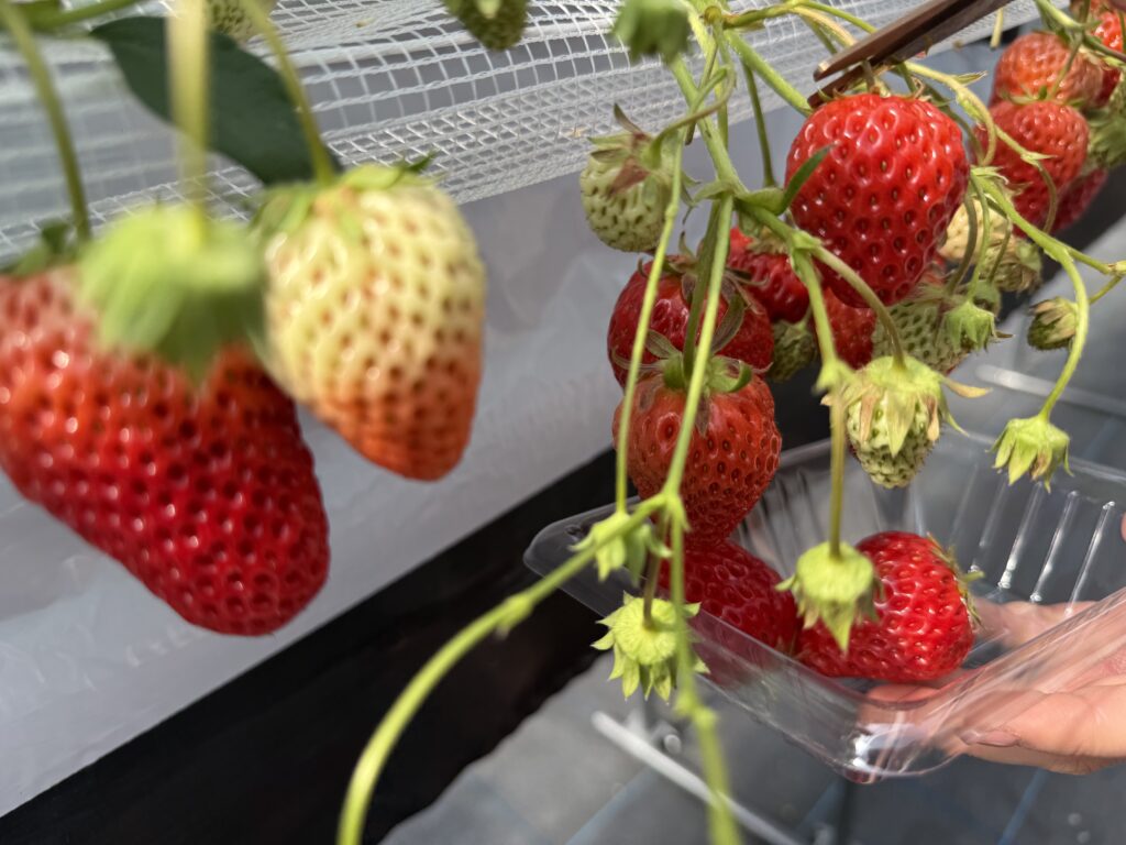 はる苺の苺はこんな感じ