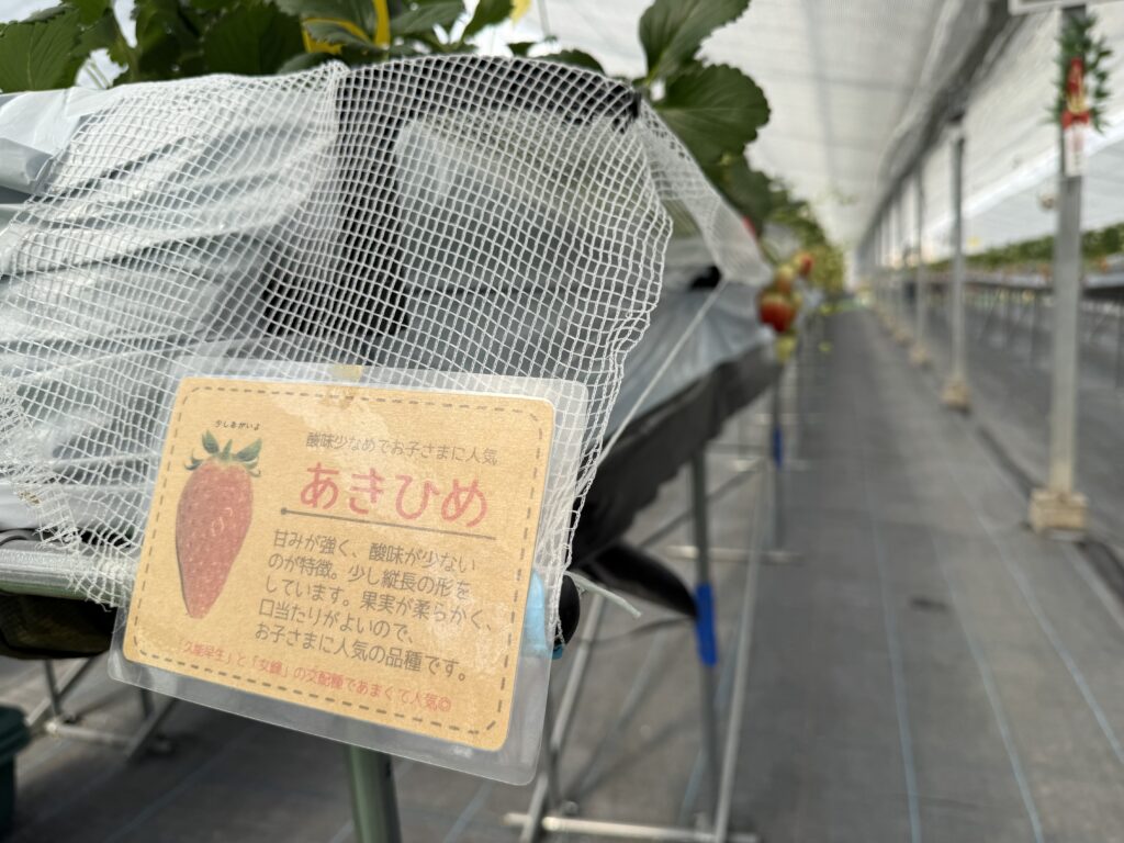 はる苺にあるあきひめ