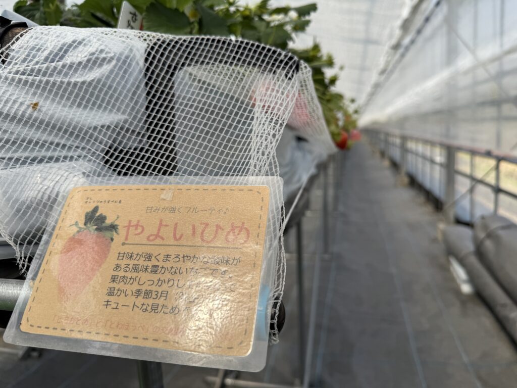 はる苺にあるやよいひめ