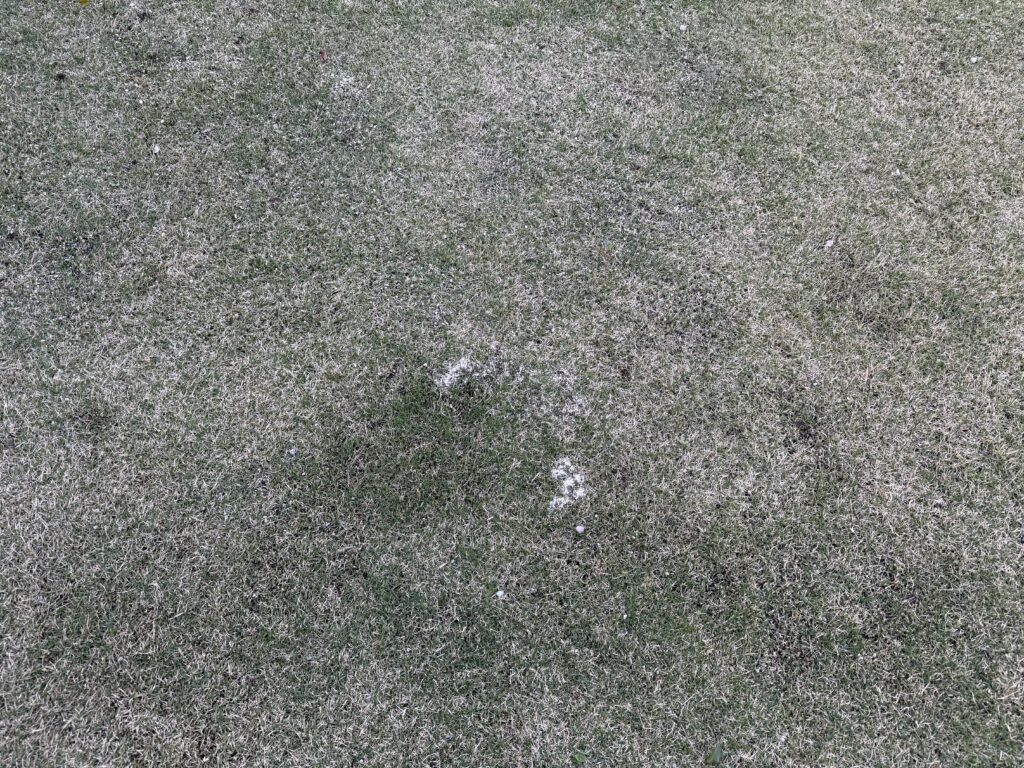 芝生の新芽が成長してきた。