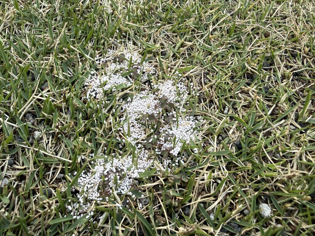 芝生の雑草カタバミは除草剤で対処