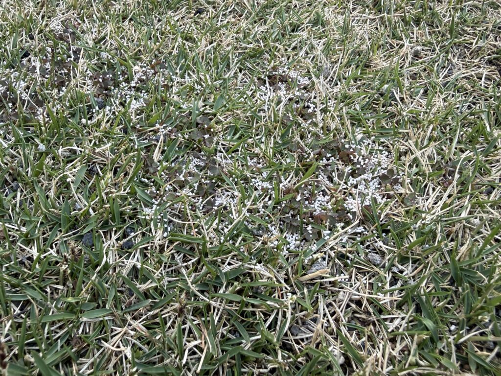 カタバミは地下茎で匍匐前進するのでしっかり除草剤を散布。